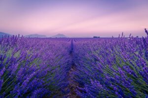 lavendel-alexandra-langstrof