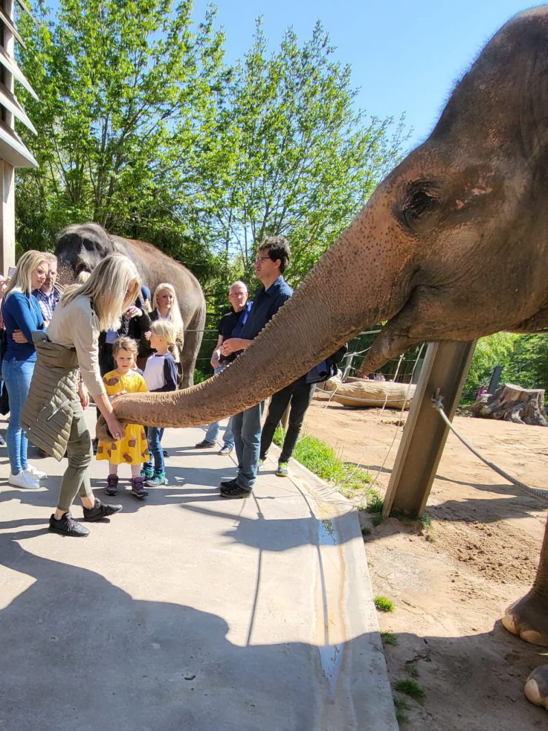 mensch-im-vertrieb-alexandra-langstrof-elefant